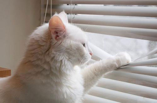 cat galusi